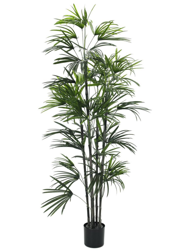 EUROPALMS Fan palm seedling, 150cm