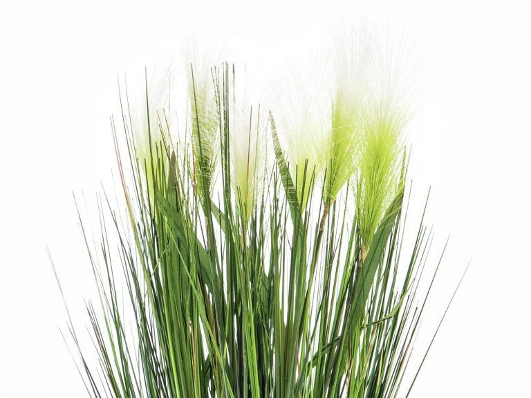 EUROPALMS Feather grass, white, 60cm