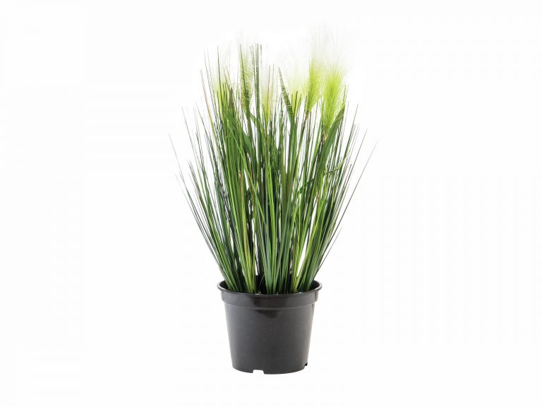 EUROPALMS Feather grass, white, 60cm