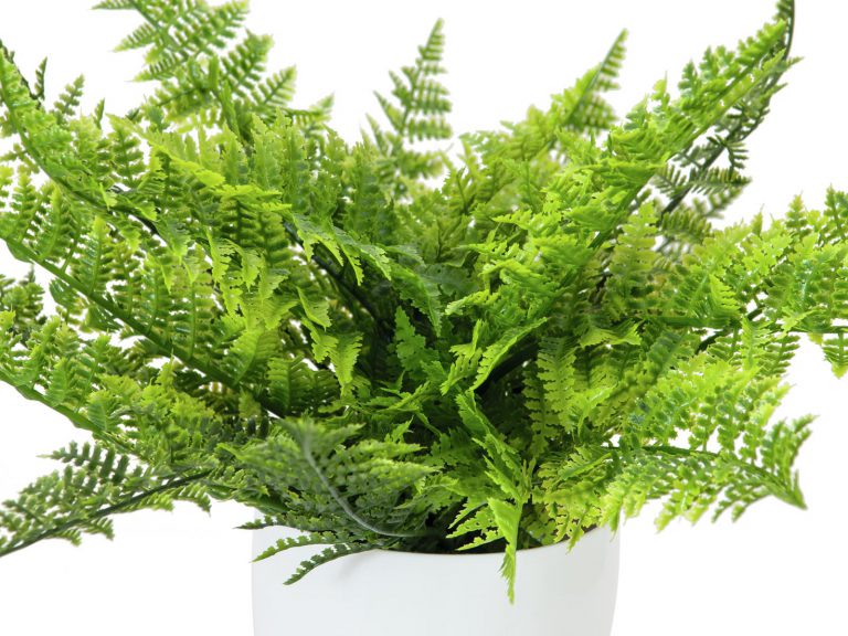 EUROPALMS Fern bush in pot, 22 leaves, 33cm