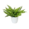 EUROPALMS Fern bush in pot, 22 leaves, 33cm