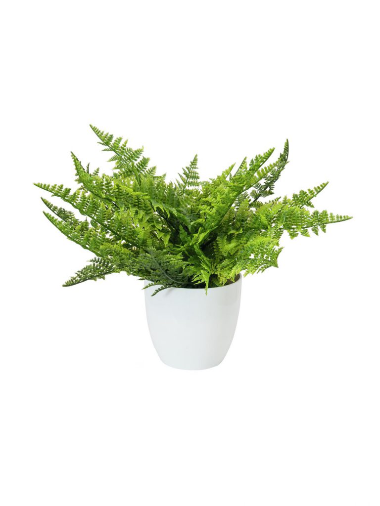 EUROPALMS Fern bush in pot, 22 leaves, 33cm