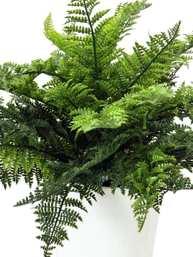 EUROPALMS Fern bush in pot, 51 leaves, 48cm