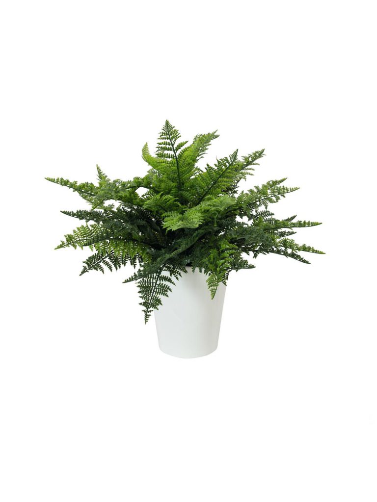 EUROPALMS Fern bush in pot, 51 leaves, 48cm