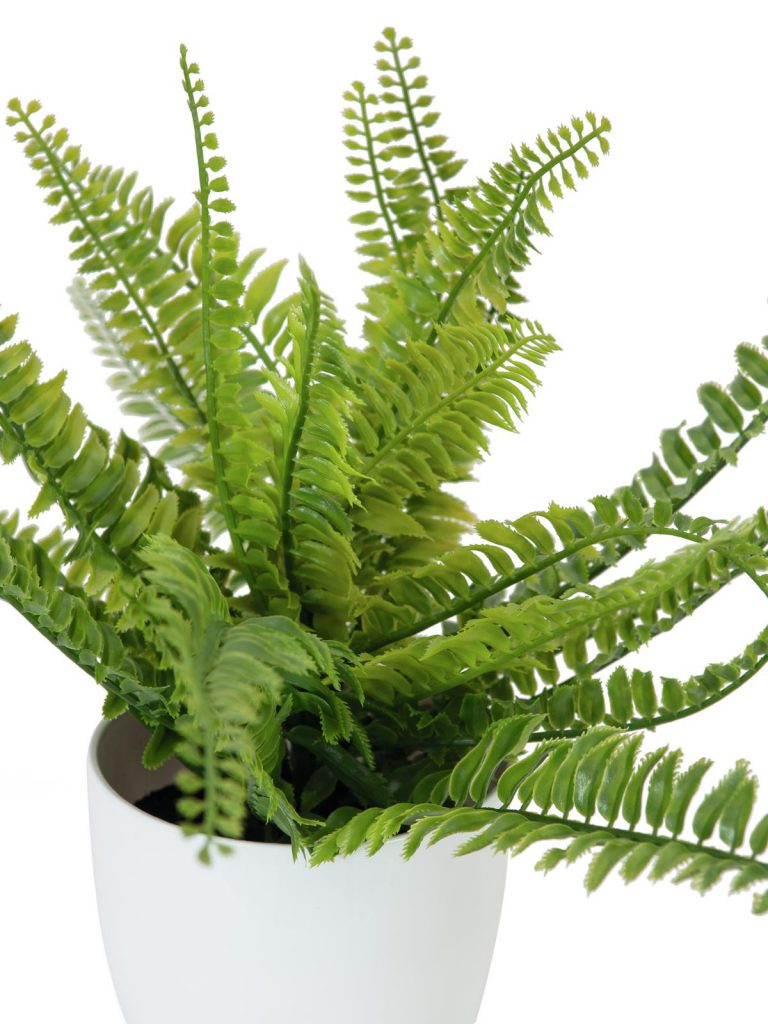 EUROPALMS Fern bush in pot, 62 leaves, 48cm