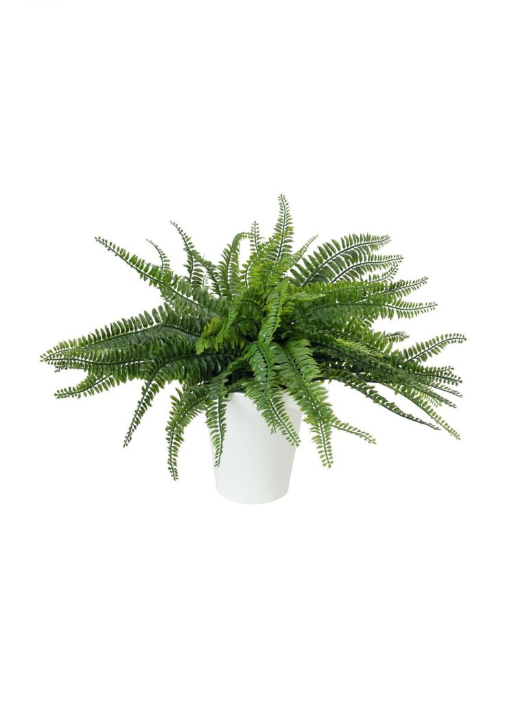 EUROPALMS Fern bush in pot, 62 leaves, 48cm