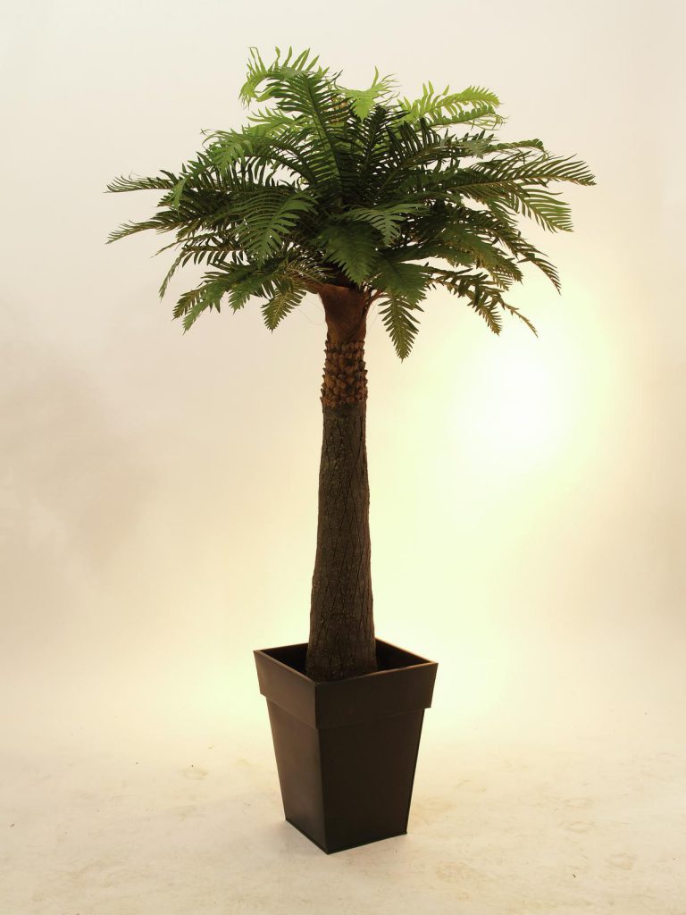 EUROPALMS Fern palm, 180cm