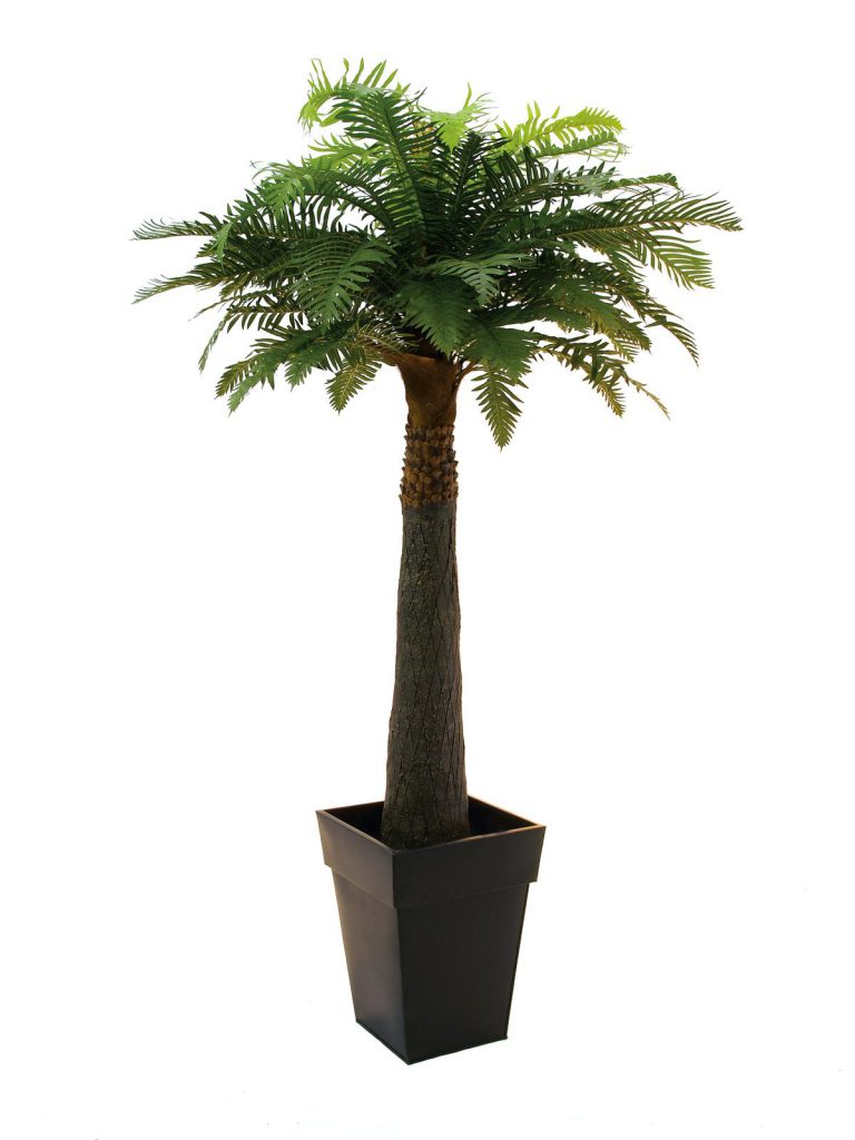 EUROPALMS Fern palm, 180cm