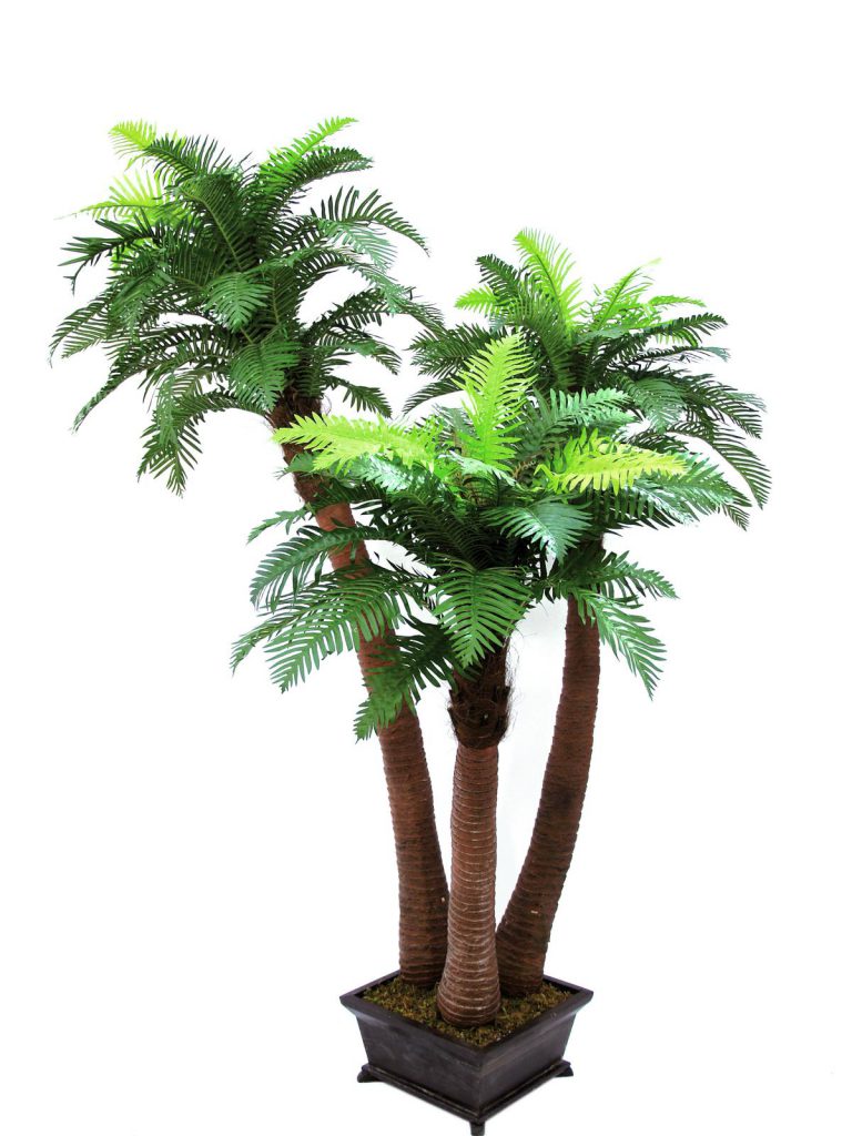 EUROPALMS Fern palm, 240cm