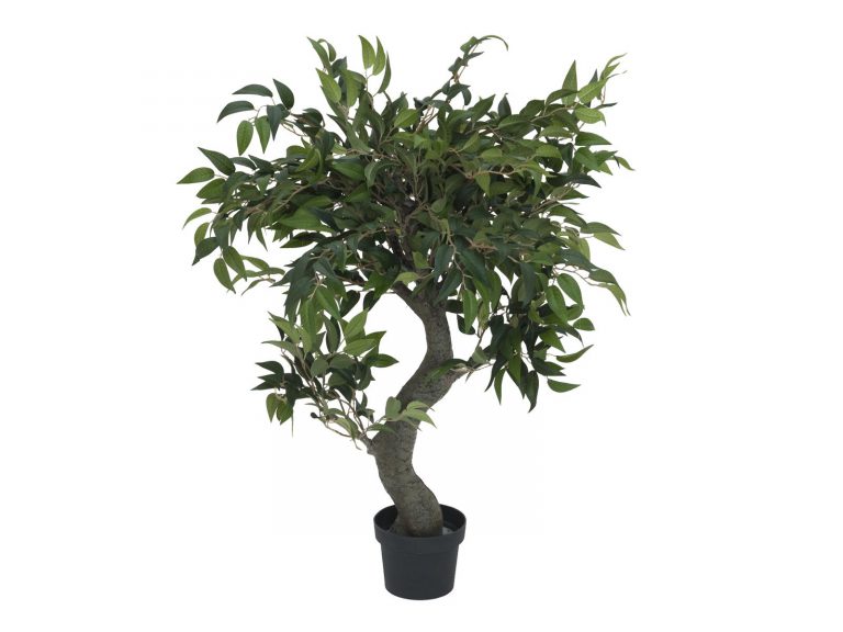 EUROPALMS Ficus Forest Tree, 80cm