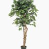 EUROPALMS Ficus Tree Multi Trunk, 150cm