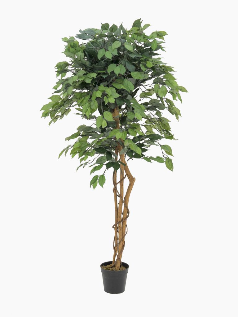 EUROPALMS Ficus Tree Multi Trunk, 150cm