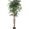 EUROPALMS Ficus Tree Multi-Trunk, 180cm