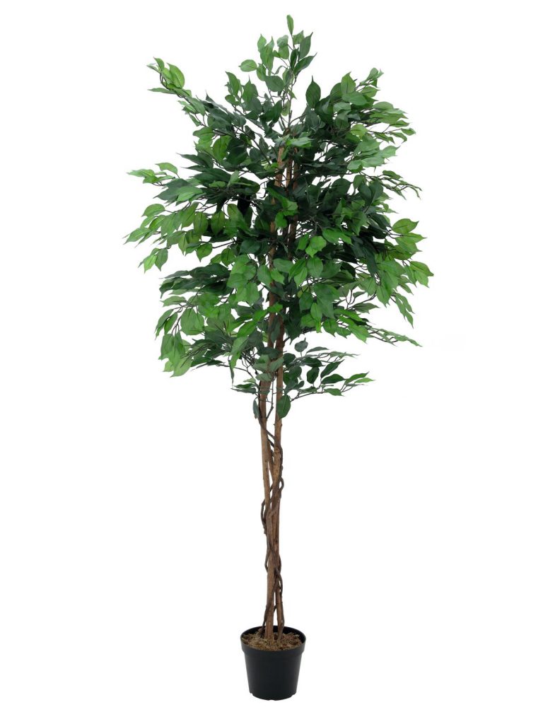 EUROPALMS Ficus Tree Multi-Trunk, 210cm