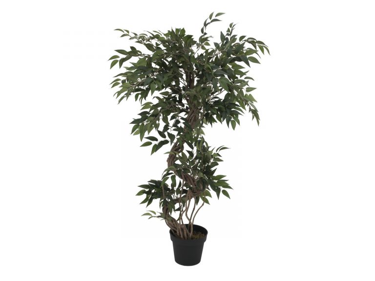 EUROPALMS Ficus multiple spiral trunk, 130cm