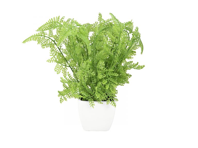 EUROPALMS Forest fern in pot, 25 cm