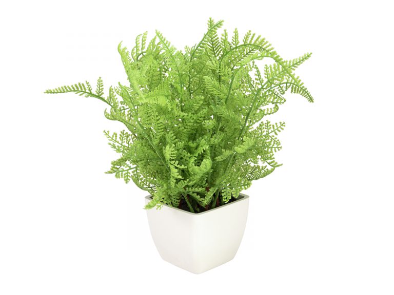 EUROPALMS Forest fern in pot, 28 cm