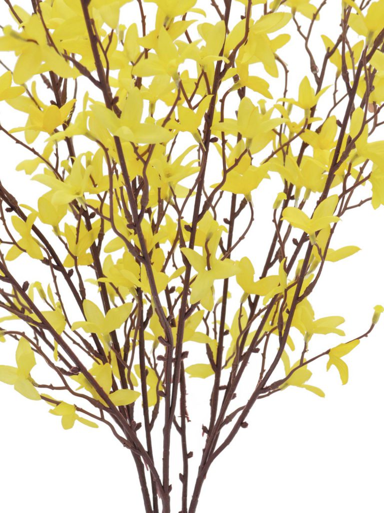 EUROPALMS Forsythia bush, 60cm