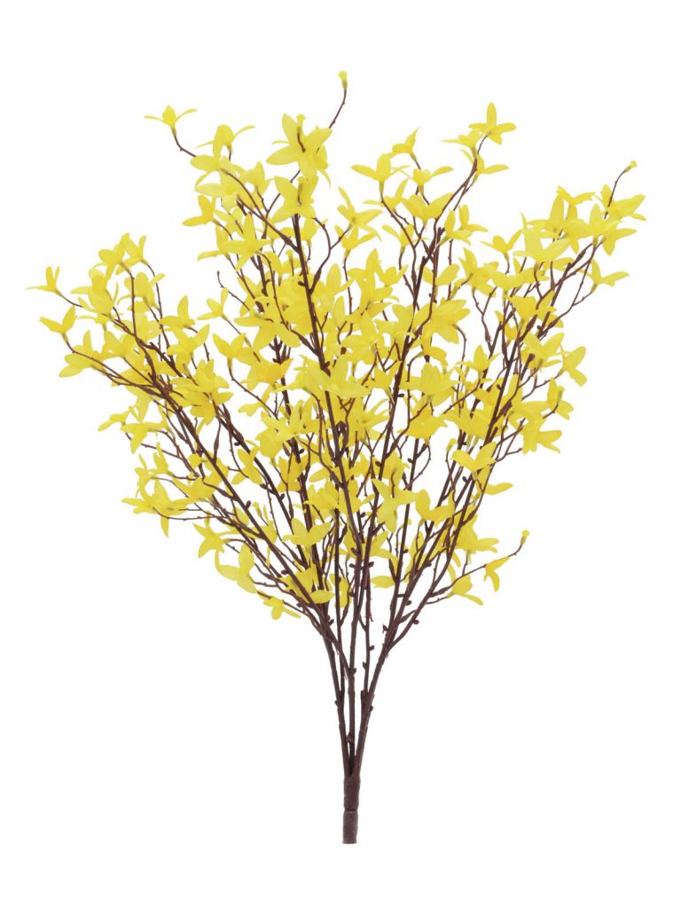 EUROPALMS Forsythia bush, 60cm