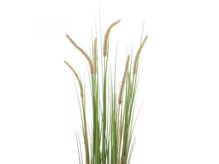 EUROPALMS Fountain grass, 120cm