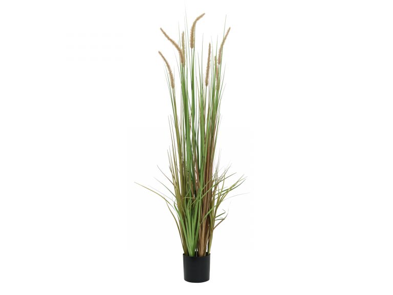 EUROPALMS Fountain grass, 120cm