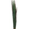 EUROPALMS Fountain grass with panicles, 96cm