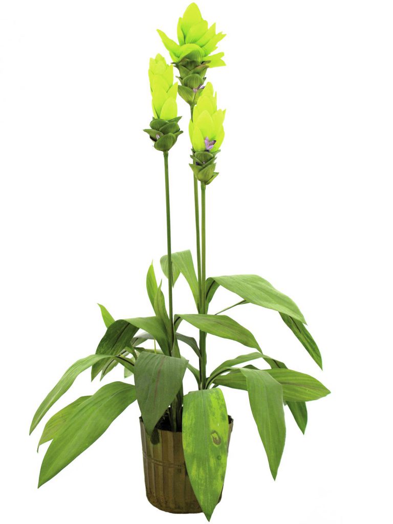 EUROPALMS Ginger lily, 95cm