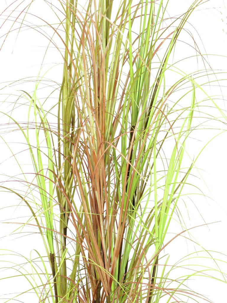 EUROPALMS Grass bush, 150cm