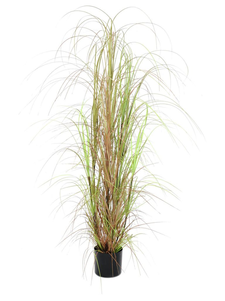 EUROPALMS Grass bush, 150cm