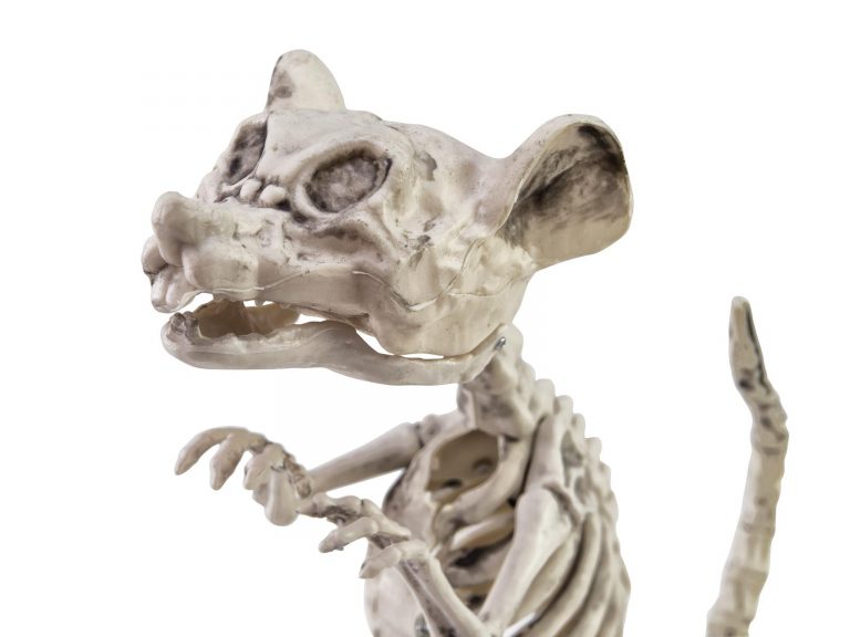 EUROPALMS Halloween Skeleton Rat, 32x10x16cm