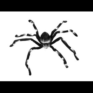 EUROPALMS Halloween spider 70x14x5