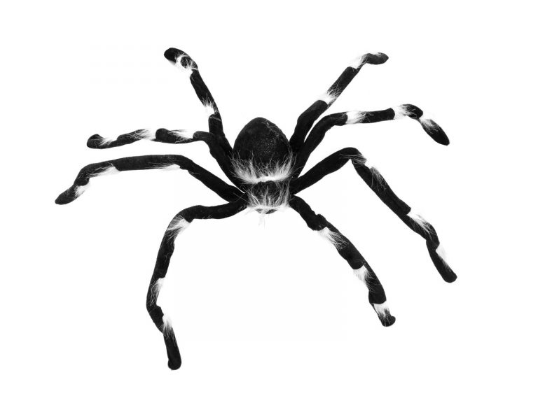 EUROPALMS Halloween spider 70x14x5