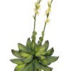 EUROPALMS Houseleeks (EVA), yellow, 32cm