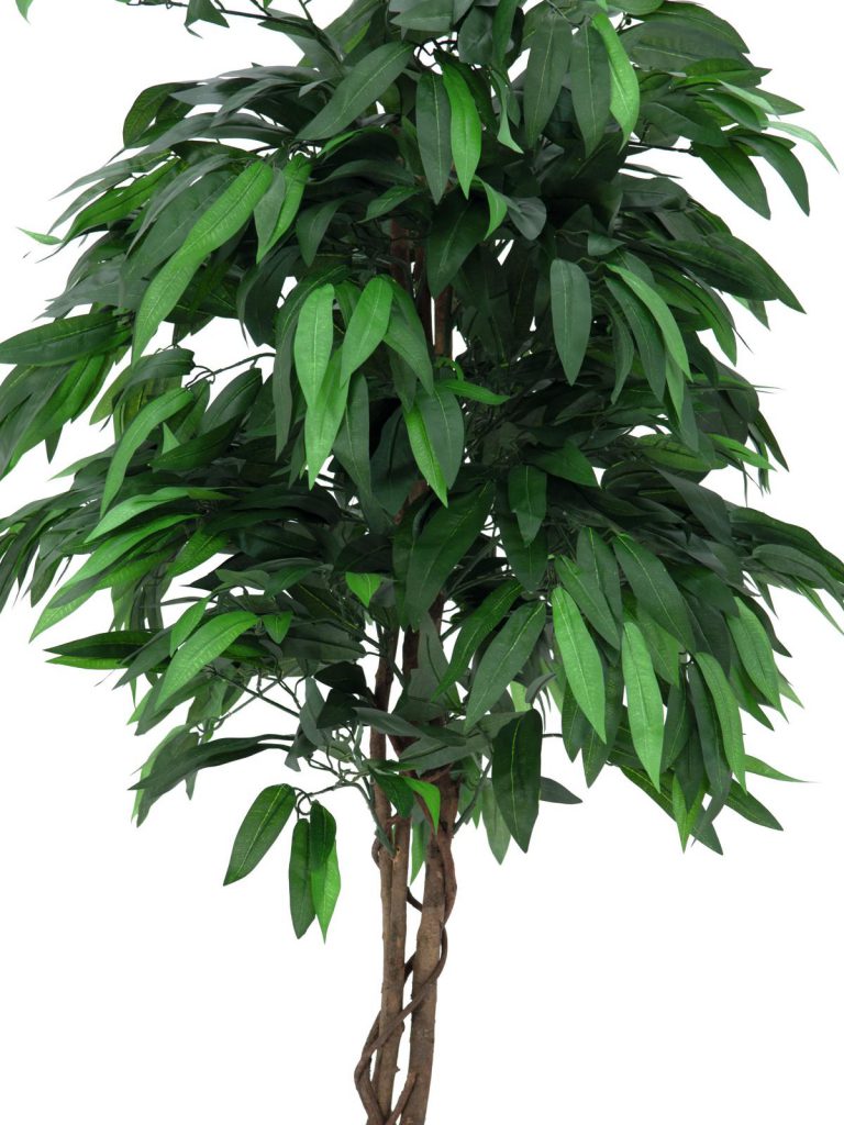 EUROPALMS Jungle tree Mango, 180cm