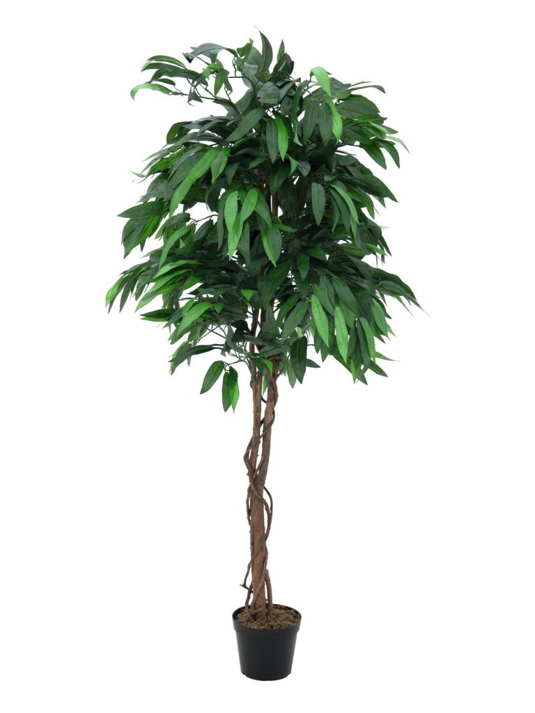 EUROPALMS Jungle tree Mango, 180cm