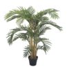 EUROPALMS Kentia palm tree, 140cm