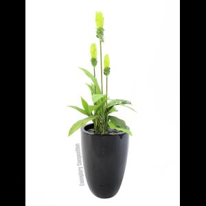 EUROPALMS LEICHTSIN CUP-69, shiny-black