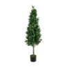 EUROPALMS Laurel Cone Tree, high trunk, 150cm