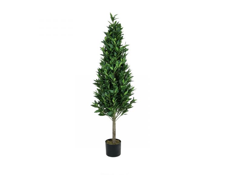 EUROPALMS Laurel Cone Tree, high trunk, 150cm