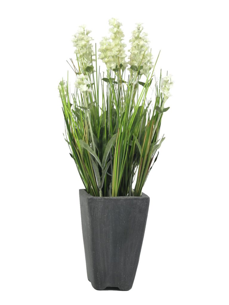 EUROPALMS Lavender, cream, in pot, 45cm