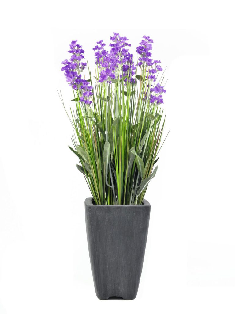 EUROPALMS Lavender, purple, in pot, 45cm