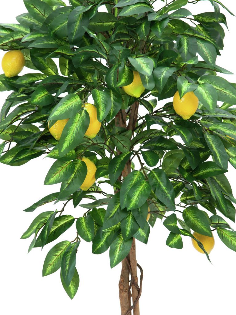 EUROPALMS Lemon tree, 150cm