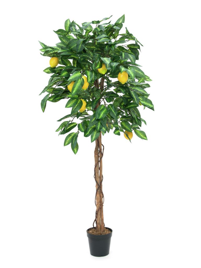 EUROPALMS Lemon tree, 150cm