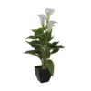 EUROPALMS Mini Calla, White, 43cm