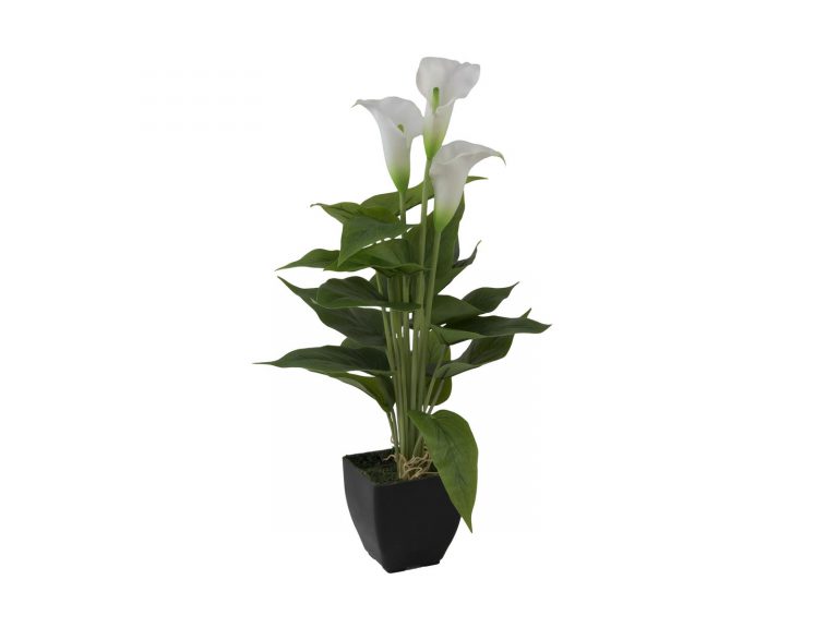 EUROPALMS Mini Calla, White, 43cm