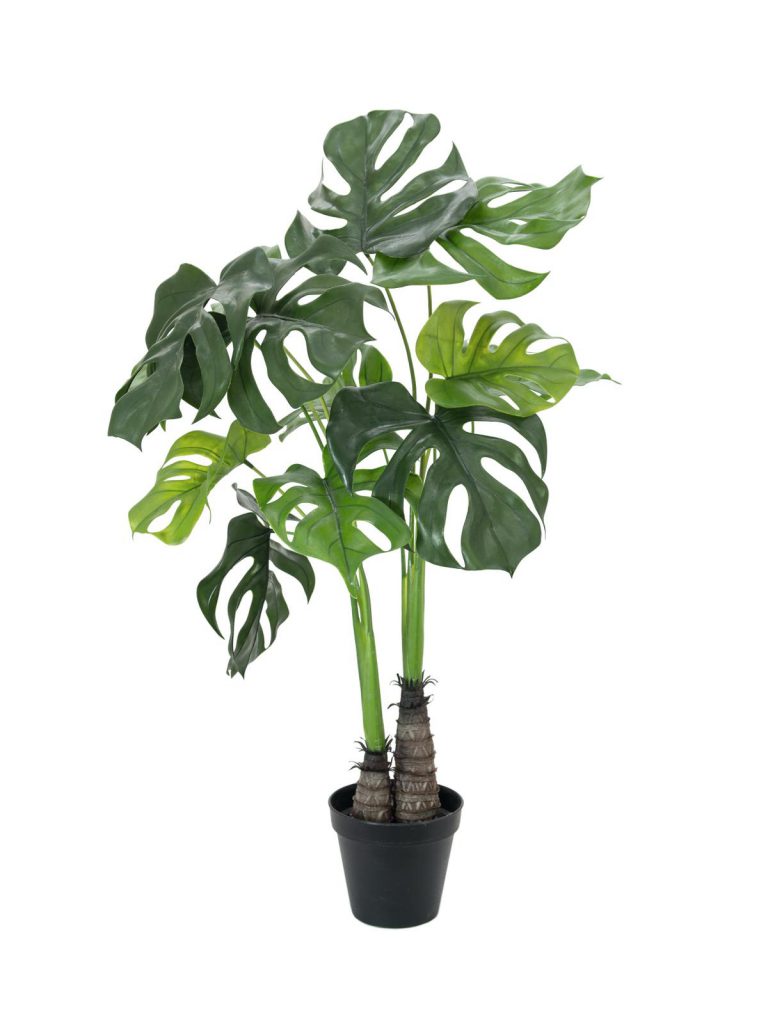 EUROPALMS Monstera deliciosa, 90cm