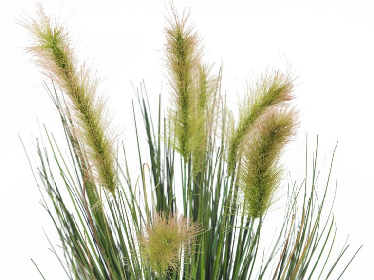 EUROPALMS Moor-grass in pot, 60cm