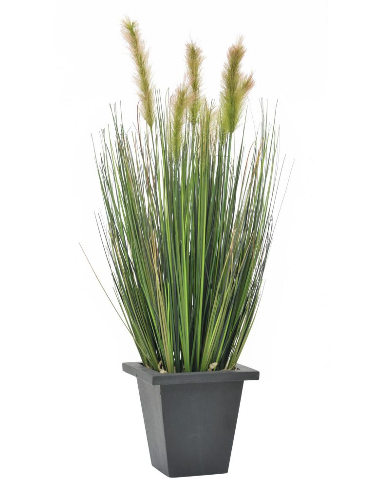 EUROPALMS Moor-grass in pot, 60cm