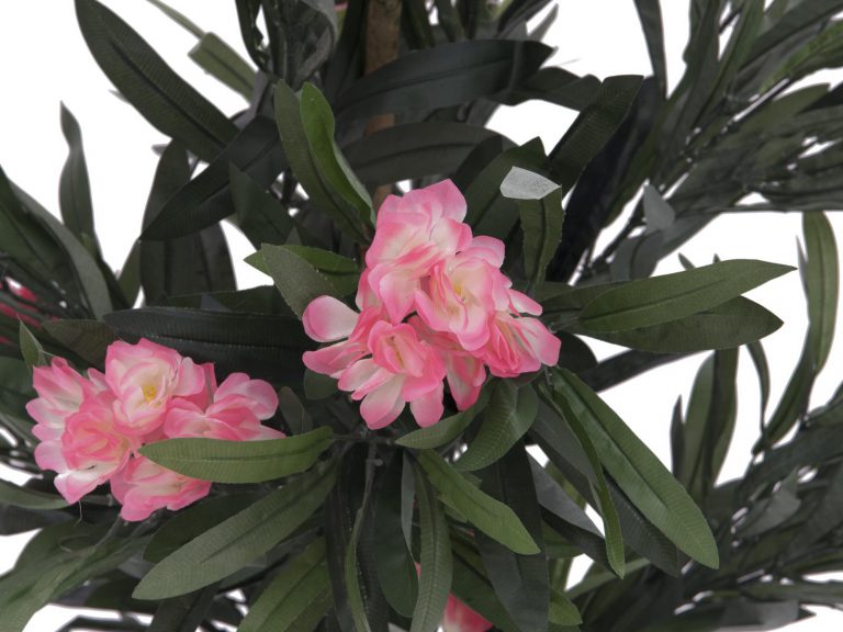 EUROPALMS Oleander tree, pink, 150 cm