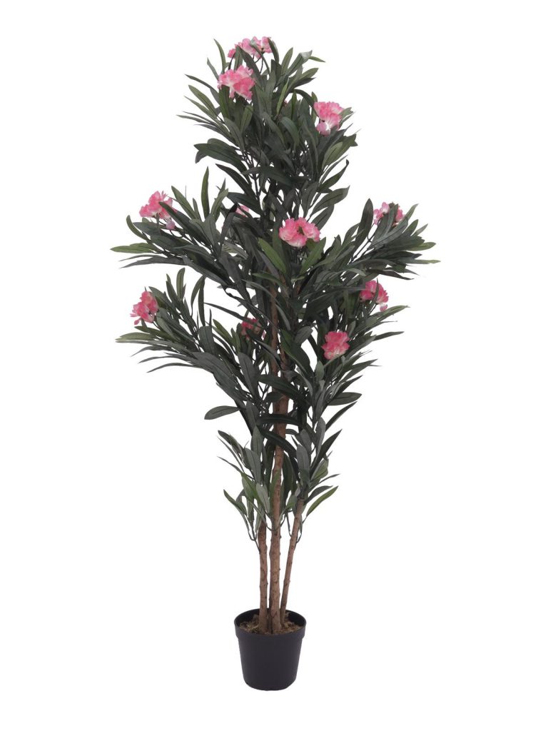 EUROPALMS Oleander tree, pink, 150 cm